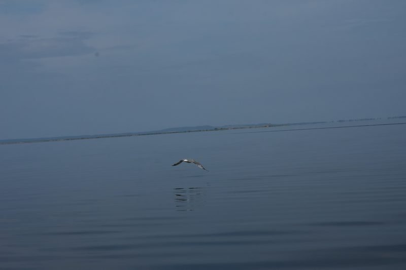 Ptactwo wodne ma się na Zalewie naprawdę dobrze